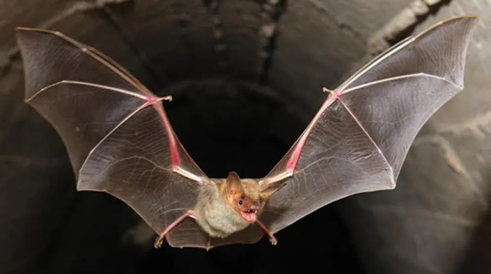 El murciélago positivo a rabia fue encontrado en un edificio de condominios de Ovalle. Con este hallazgo, la Región de Coquimbo suma nueve casos confirmados durante 2026.