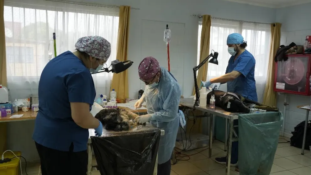 Esta iniciativa se enmarca en el programa de esterilizaciones impulsado por el municipio, que contempla 5 mil procedimientos gratuitos durante 2026. (Foto: Cedida)