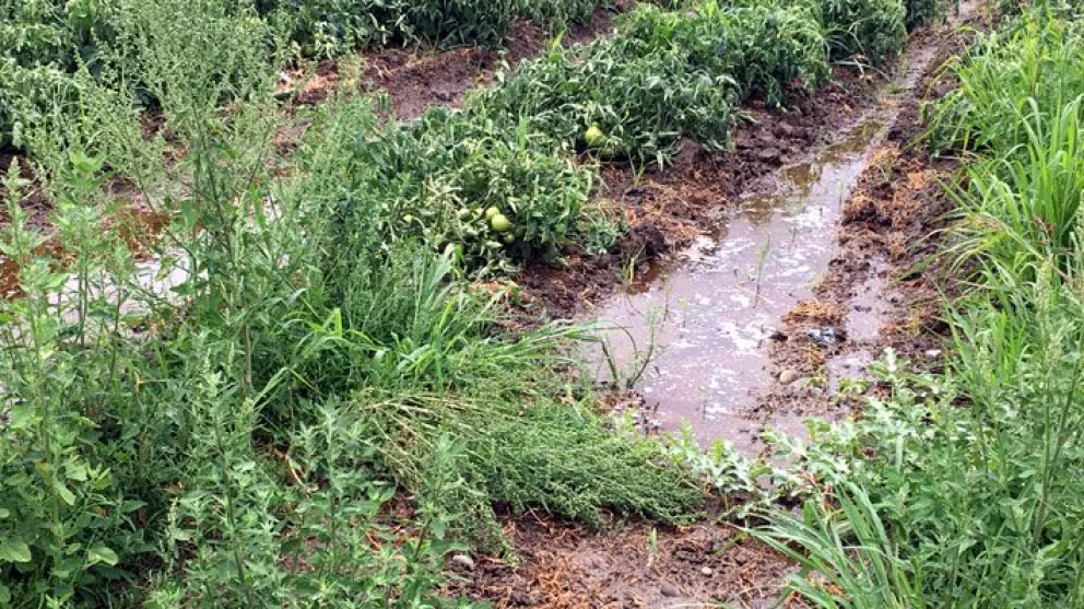 Las lluvias registradas durante octubre mantienen húmedos distintos sectores agrícolas del Limarí, en una época sensible para el desarrollo de varios cultivos. (Foto: Cedida)