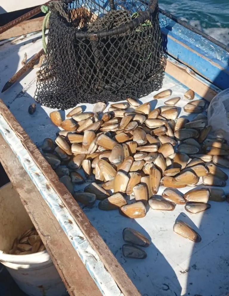 La extracción de machas se encuentra controlada, aunque hay preocupación por el producto debido a la presencia del fenómeno de El Niño. (Foto: Cedida)