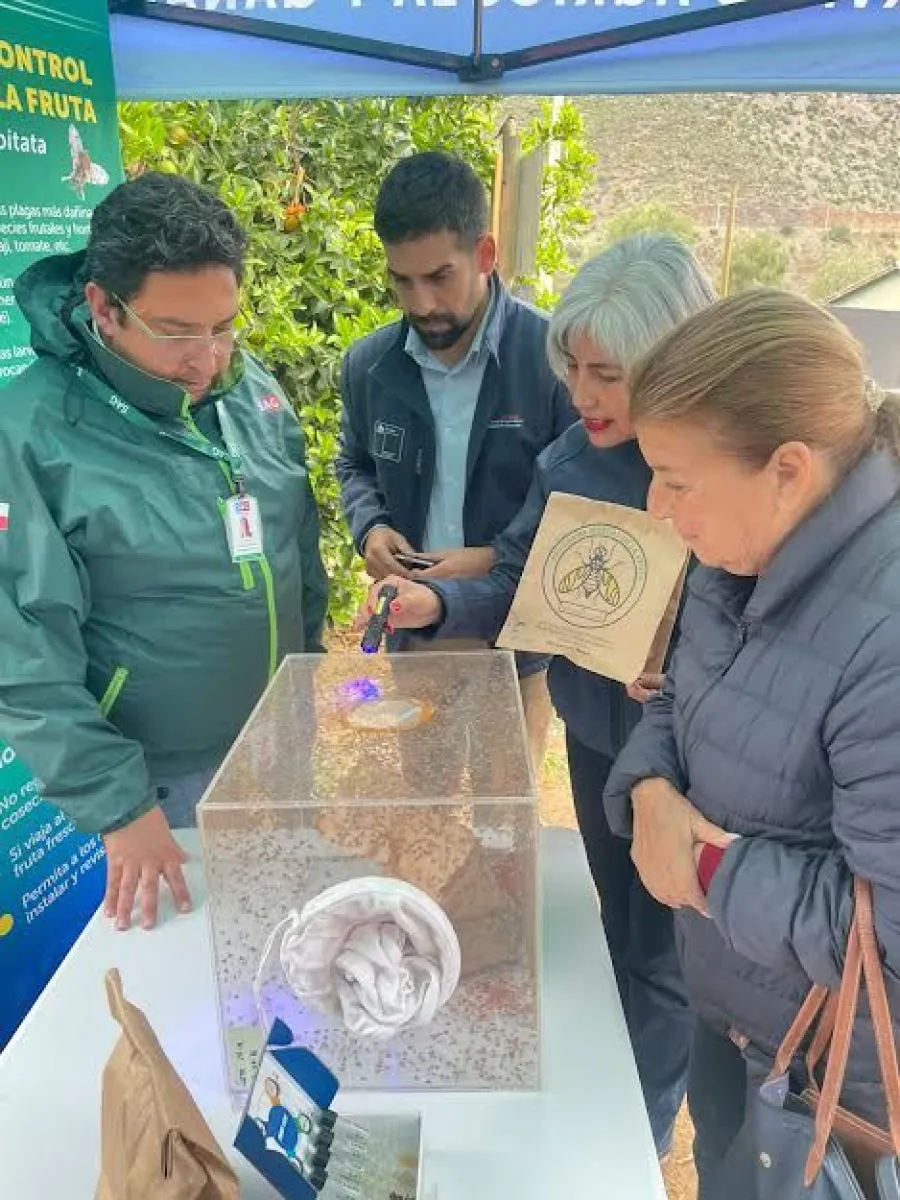 SAG libera machos estériles para el combate contra la Mosca de la Fruta