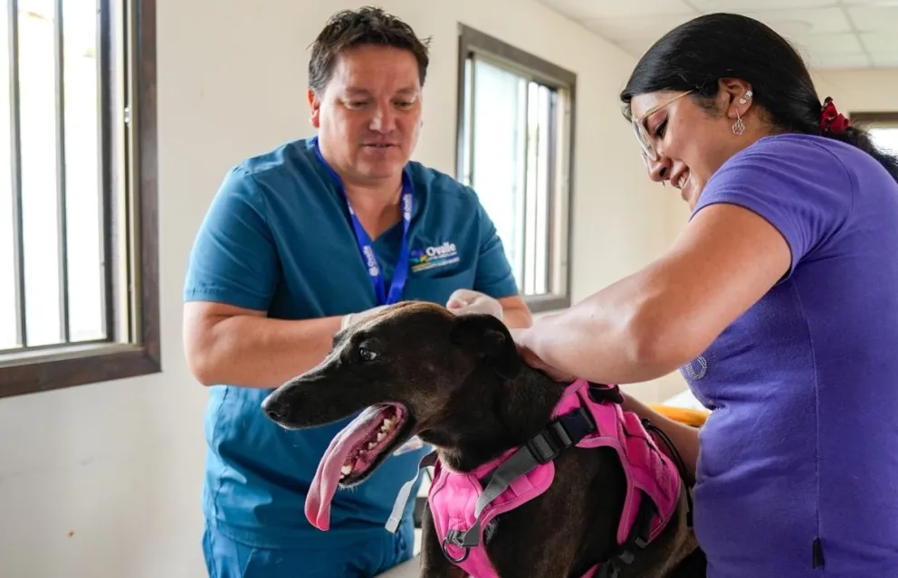 Los operativos gratuitos de esterilización permiten acercar la atención veterinaria a localidades rurales del Limarí. (Foto: Cedida)