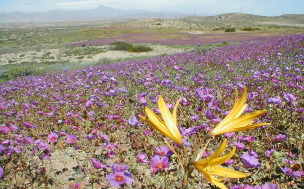 La SMA busca conciliar la actividad industrial minera con la protección de uno de los fenómenos naturales más emblemáticos y frágiles del país. (Foto: Cedida)
