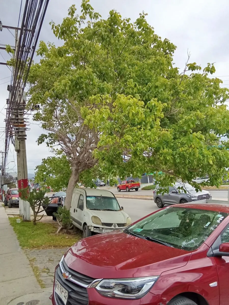 Vecinos alertan por árbol en riesgo de caer en calle Balmaceda de La Serena