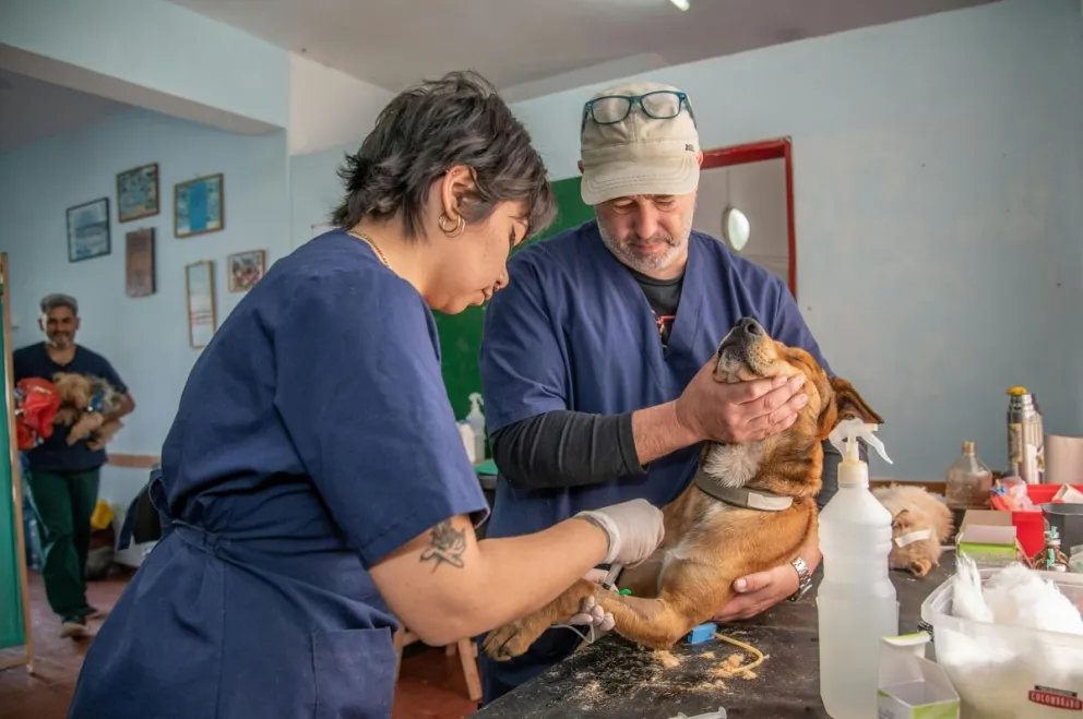 Insisten desde SUBDERE que las esterilizaciones y operativos continuarán durante 2027, mientras se lleva adelante el proceso de evaluación destinado a mejorar la efectividad de la política de tenencia responsable.