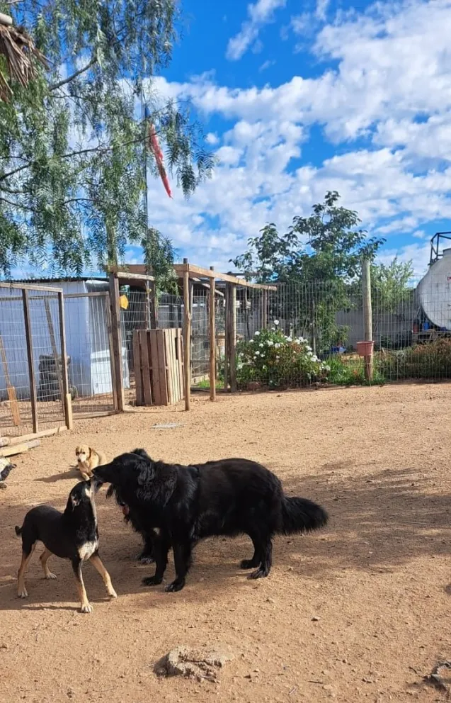 Fundaciones animalistas del Limarí enfrentan dificultades para reparar sus instalaciones y cubrir las necesidades de los perros rescatados tras los temporales.