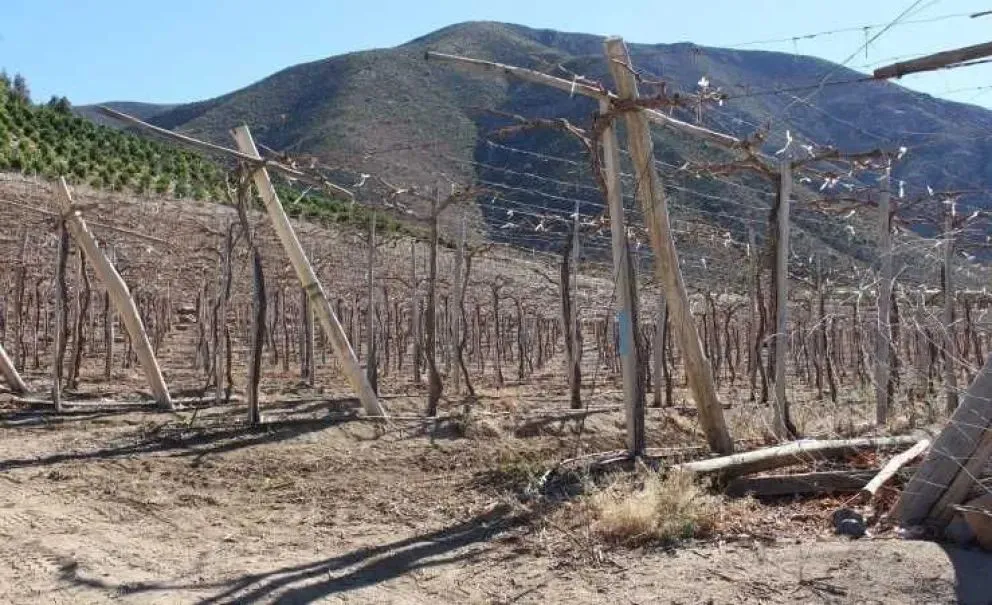 Agricultores del Limarí temen que el recorte presupuestario previsto para INDAP afecte la recuperación de la agro a nivel local. (Foto: Cedida)