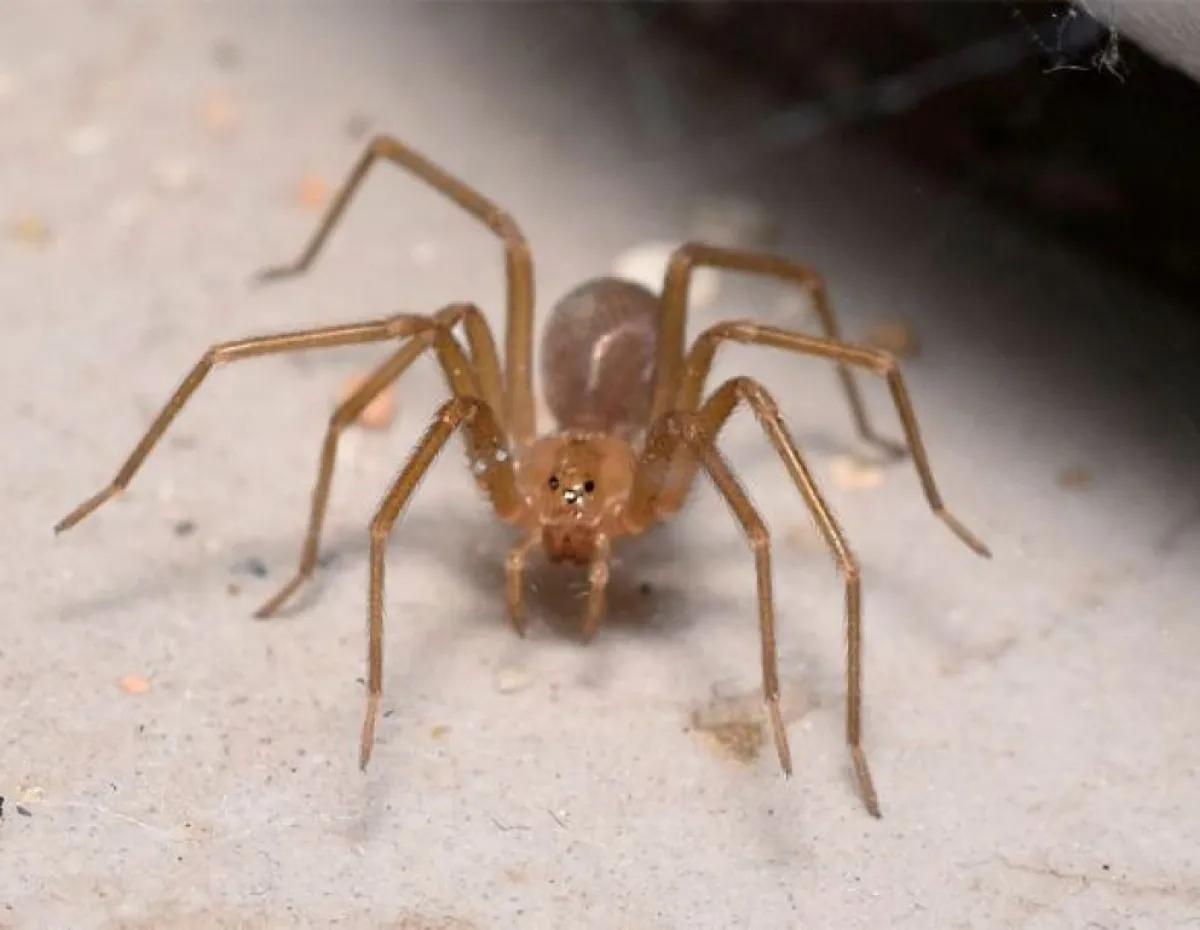 Araña de rincón: experto explica los riesgos de su veneno y cómo prevenir mordeduras