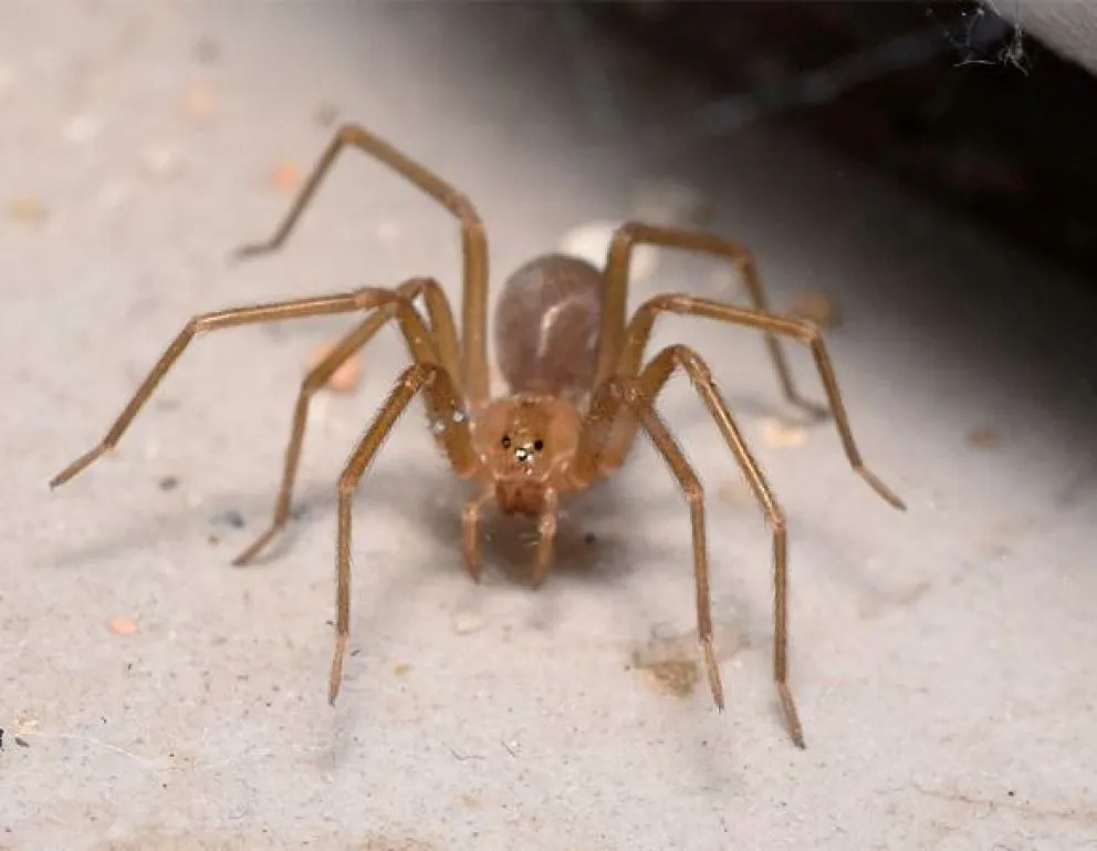 El principal peligro de la araña de rincón está asociado al veneno que inocula cuando muerde a una persona. (Foto: Cedida)