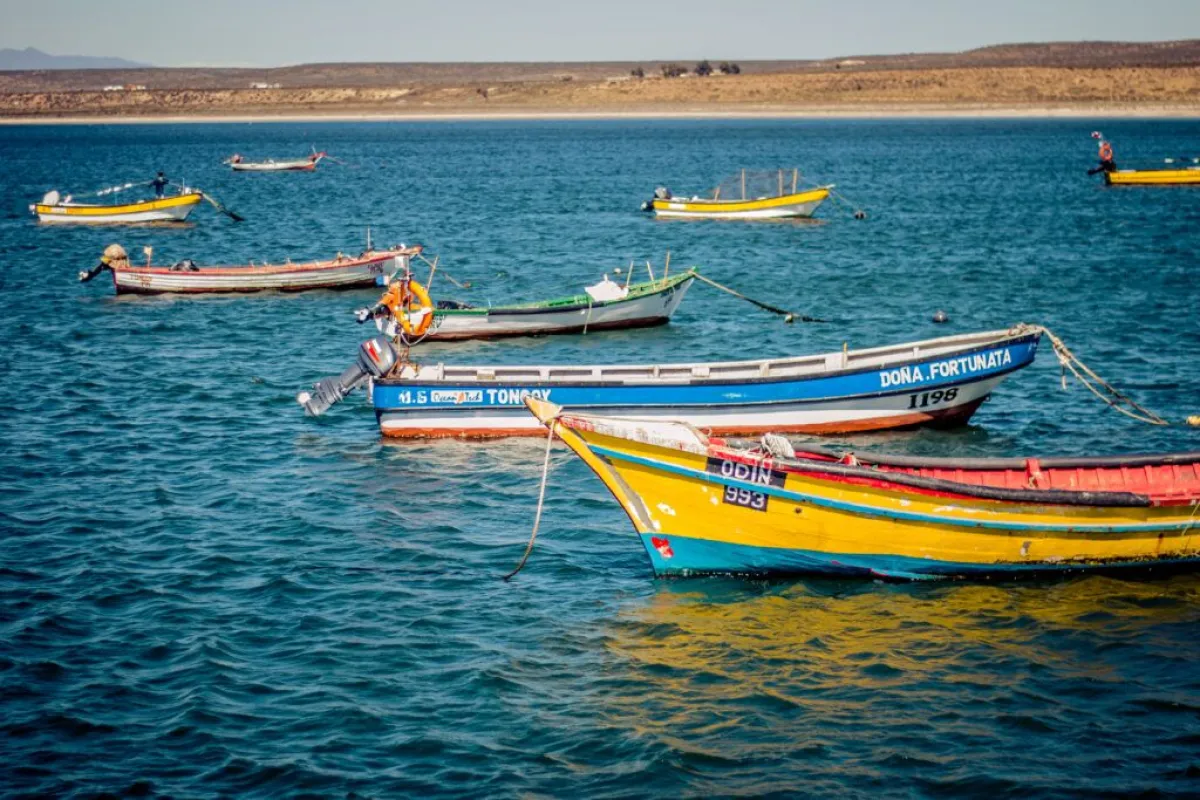 Gobierno declara emergencia preventiva por amenaza de marea roja en 15 regiones: Coquimbo está entre ellas